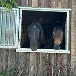 Wohnen Auf Dem Ponyhof Apartment Laer