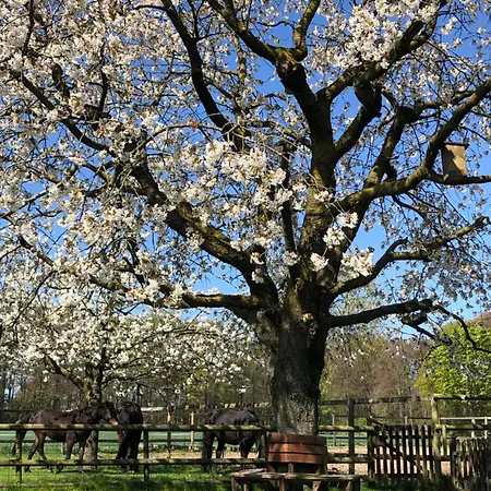 Appartement Wohnen Auf Dem Ponyhof Laer