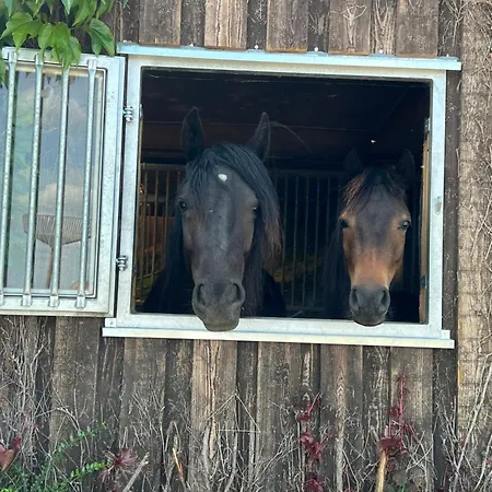 Dorfblick Auf Dem Ponyhof Apartment Laer