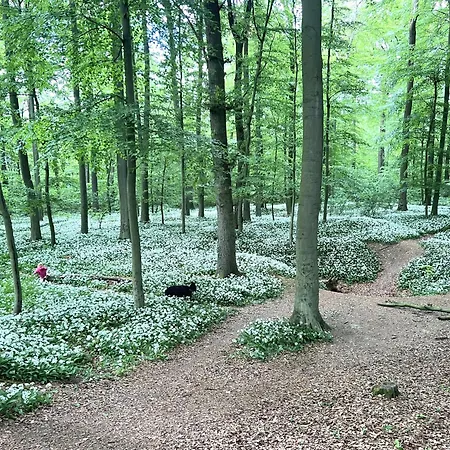 Dorfblick Auf Dem Ponyhof *