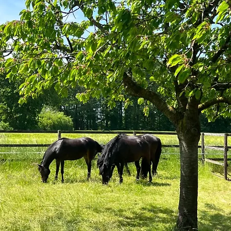 Dorfblick Auf Dem Ponyhof
