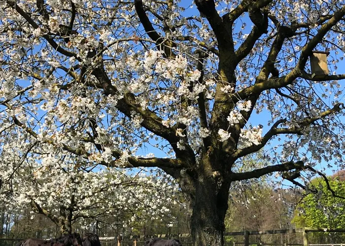 Апартаменты Wohnen Auf Dem Ponyhof Laer