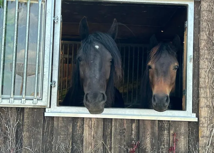 Wohnen Auf Dem Ponyhof Апартаменты Laer